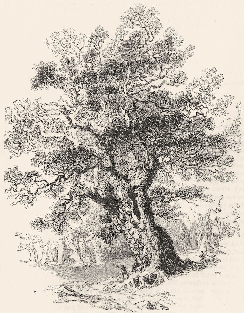 LANDSCAPES. The Forest King 1845 old antique vintage print picture